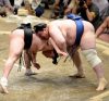 Aoiyama contre Harumafuji