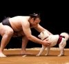 Kotooshu avec le chien dans la publicité pour Softbank
