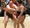 Hakuho contre Harumafuji